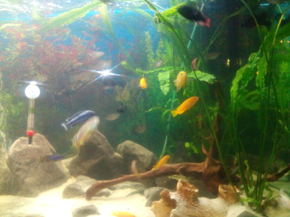 mein Aquarium