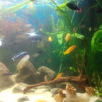 mein Aquarium